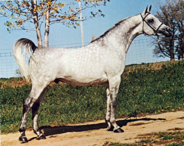 SAR IBN MONIET  (*Ibn Moniet El Nefous x Sariella by Alcibiades)