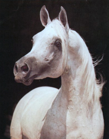 SAR IBN MONIET  (*Ibn Moniet El Nefous x Sariella by Alcibiades)