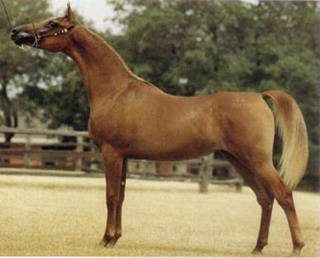 AK ATILA (*Asadd++ x AK Khatila by AK Hameed)