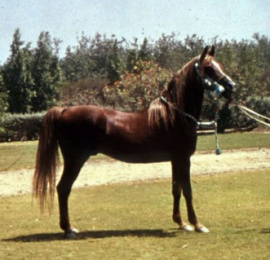 <b>Description: </b>Anter (Hamdan x Obeya) sire of Serag<br/>