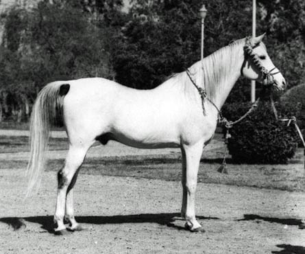 NASRALLA (Balance x Sehr by El Nasser)