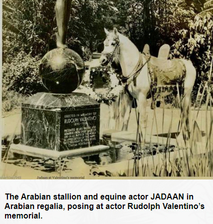 JADAAN (*Abbeian x Amran by *Deyr)