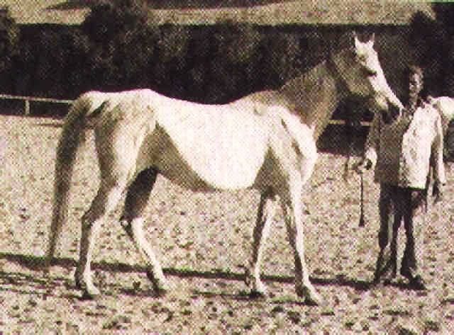 Malaka (Kheir x Bint Bint Riyala) 1941 Kuhaylah Ajuzah Ibn Rodan