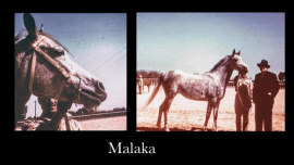 <b>Description: </b>Malaka (Kheir x Bint Bint Riyala) 1941 Kuhaylah Ajuzah Ibn Rodan<br/>