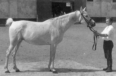 25 Amurath Sahib ( Amurath  Sahib x 221 Kuhaylan Zaid) 1952  Tail female 60 Adjuze