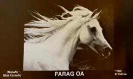 <b>Description: </b>Farag (Morafic x Bint Kateefa) 1962 Kuhailan Ajuz Ibn Rodan<br/>