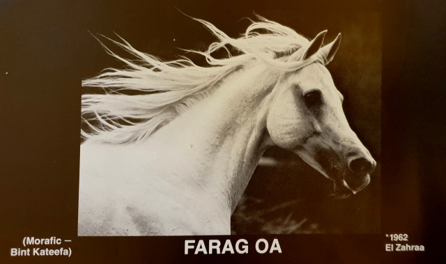 Farag (Morafic x Bint Kateefa) 1962 Kuhailan Ajuz Ibn Rodan