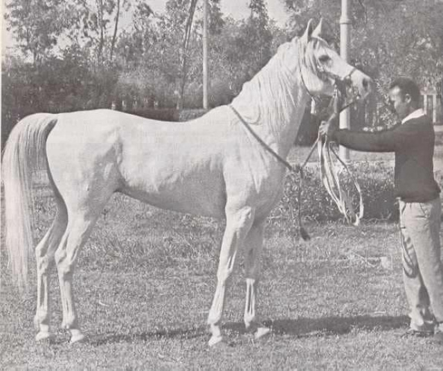 Farag (Morafic x Bint Kateefa) 1962 Kuhailan Ajuz Ibn Rodan