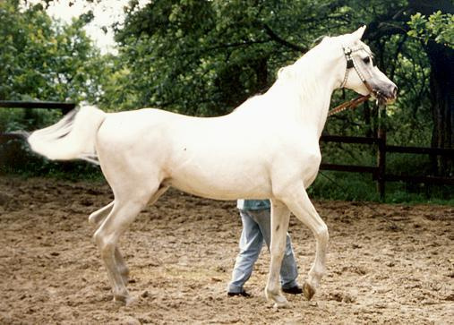 Farag (Morafic x Bint Kateefa) 1962 Kuhailan Ajuz Ibn Rodan