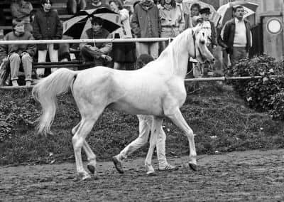 Farag (Morafic x Bint Kateefa) 1962 Kuhailan Ajuz Ibn Rodan