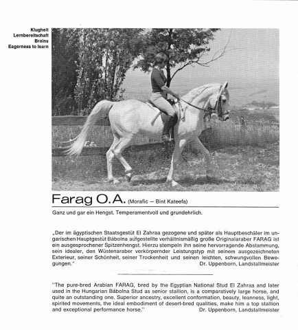 Farag (Morafic x Bint Kateefa) 1962 Kuhailan Ajuz Ibn Rodan . Page from the brochure of Olms Araber Hamasa Gestut