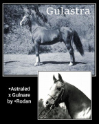 <b>Description: </b>GALASTRA (*Astraled x Gulnare by Rodan)<br/>