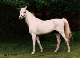 <b>Description: </b>20 Farag-4 (Farag x 25 Amurath Sahib) 1971 Tail female 60 Adjuze Kuhaylah Sheykhan<br/>