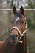 <b>Description: </b>Bint Mayadah (Mayadah B x 225 Seherezade B) 2000 Tail female 60 Adjuze Kuhaylah Sheykhan<br/><b>Copyright: </b>Kiraly photo