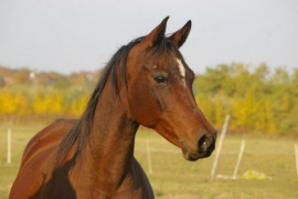 <b>Description: </b>Bint Mayadah (Mayadah B x 225 Seherezade B) 2000 Tail female 60 Adjuze Kuhaylah Sheykhan<br/><b>Copyright: </b>Kiraly photo