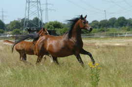 <b>Description: </b>Bint Mayadah (Mayadah B x 225 Seherezade B) 2000 Tail female 60 Adjuze Kuhaylah Sheykhan<br/><b>Copyright: </b>Kiraly photo