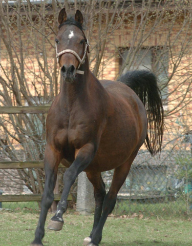 Bint Mayadah (Mayadah B x 225 Seherezade B) 2000 Tail female 60 Adjuze Kuhaylah Sheykhan