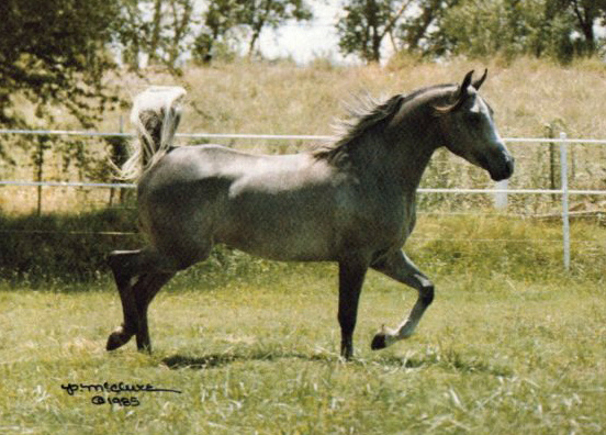 SHARAF IBN SOMAIA (Moniet El Sharaf x *Somaia by Antar)