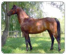 <b>Description: </b>Bint Mayadah (Mayadah B x 225 Seherezade B) 2000 Tail female 60 Adjuze Kuhaylah Sheykhan<br/><b>Copyright: </b>Kiraly photo