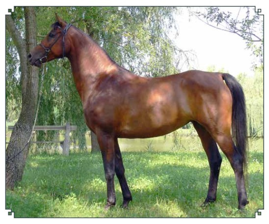 Bint Mayadah (Mayadah B x 225 Seherezade B) 2000 Tail female 60 Adjuze Kuhaylah Sheykhan