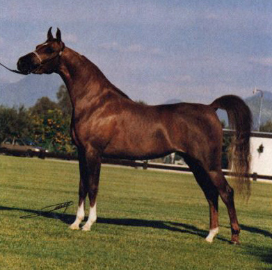 RA ANEESA (Nabiel x AK Amheir by Amaal)