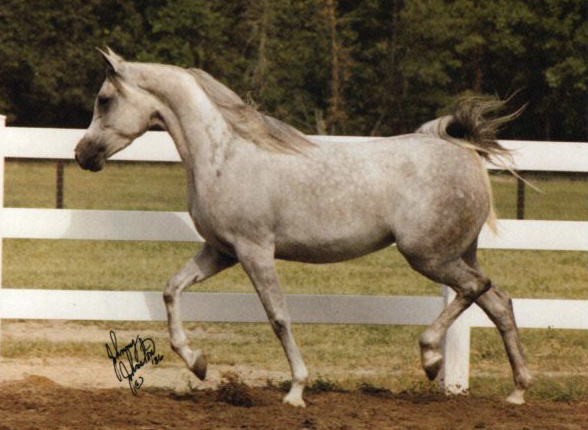 BINT FARAS AZALI (Ansata El Naseri x Faras Azali by Fehris)