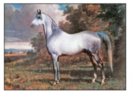 <b>Description: </b>Abdul Aziz, 1863 grey stallion, bred in the desert and presented by Ottoman Sultan Abdul Aziz to a member of the retinue of Austrian Emperor Franz Joseph upon the opening of the Suez Canal in 1869. <br/>