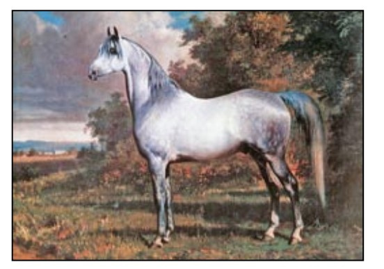 Abdul Aziz, 1863 grey stallion, bred in the desert and presented by Ottoman Sultan Abdul Aziz to a member of the retinue of Austrian Emperor Franz Joseph upon the opening of the Suez Canal in 1869. 