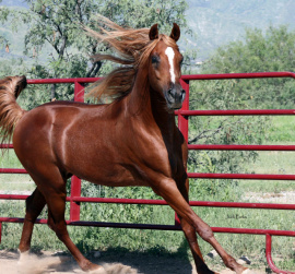 <b>Description: </b>Kamar Al Abbasiyah (Abraxas-Moonstruk x Imperial Pharasha)<br/><b>Copyright: </b>Judi Parks photo  alabbasiyah11@gmail.com