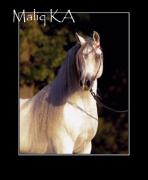 <b>Description: </b>MALIQ KA (Marquis 1 x Gabriella KA by Makhnificent KA)<br/>