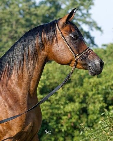 LA MARSALA (The Minstril x AK Amiri Asmarr by The Egyptian Prince)