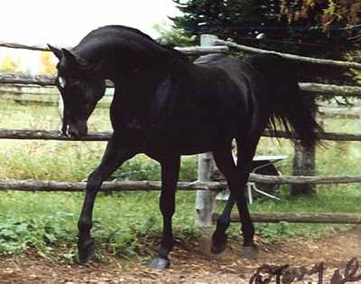 EAI DHARK TAMAAR (Tammen x Desert Dhara by Dharib)