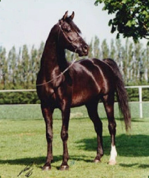 WASEEM SAARAAKH (AK Waseem Montaal x Bint Serasaab by Ansata Abbas Pasha)