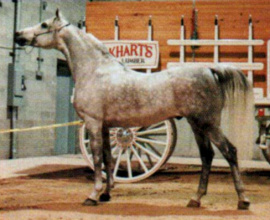 <b>Description: </b>VK CRUSADER (El Hilal x AH Athena by Moniet El Sharaf)<br/>