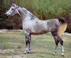 <b>Description: </b>GLORIETA SHAHLIMA (Ansata Shah Zaman x Ansata Sabiha by *Ansata Ibn Halima++)<br/><b>Copyright: </b>Polly Knoll Photography