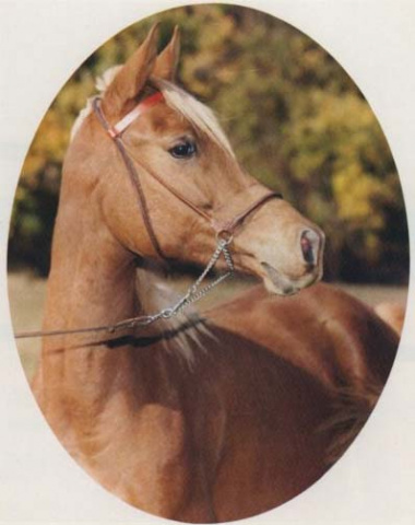 BKA RAKIISAH (The Egyptian Prince x AK Radia by *Ibn Moniet El Nefous)