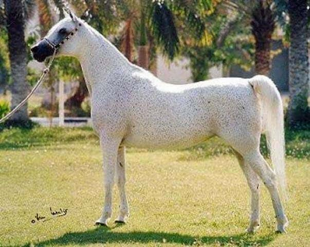 BINT AMAL (Ansata Halim Shah x Amal by Mohafez)