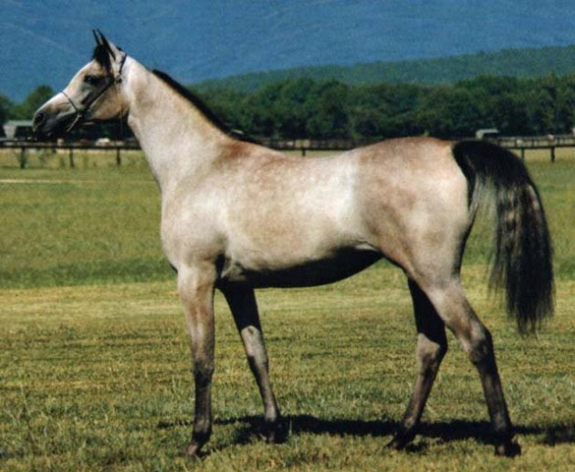 BINT AMAL (Ansata Halim Shah x Amal by Mohafez)