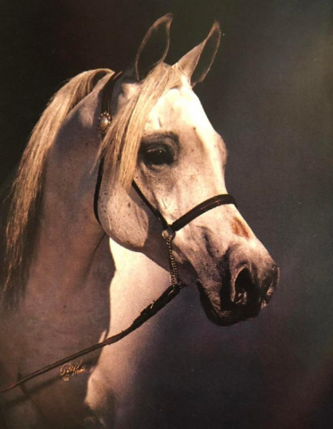 RUMINAJA ALIA (Shaikh Al Badi x Bint Alaa El Din by Alaa El Din)