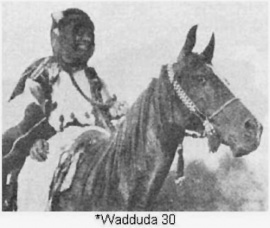 <b>Description: </b>*WADDUDA - desert bred<br/>