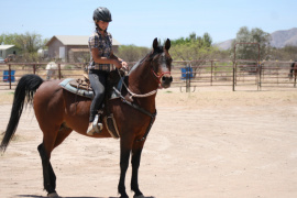 <b>Description: </b>Nadeem Al Abbasiyah (Safir KA x EB Nouriya) in training with Rinie<br/><b>Copyright: </b>Judi Parks photo  alabbasiyah11@gmail.com