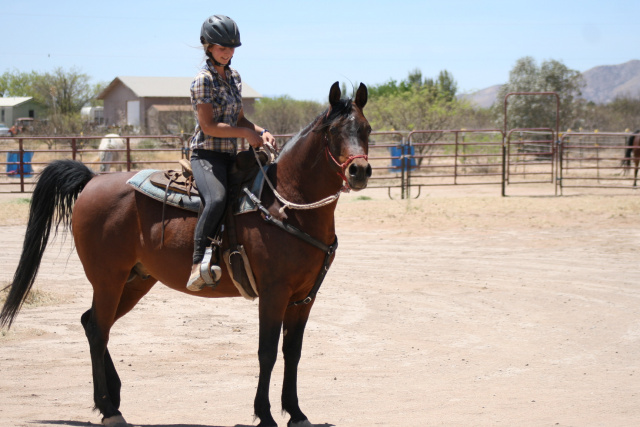 Nadeem Al Abbasiyah (Safir KA x EB Nouriya) in training with Rinie