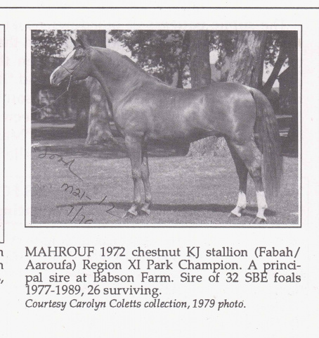 Mahrouf (Fabah x Aaroufa) 1972 Saqlawi Gidran Ibn Sudan