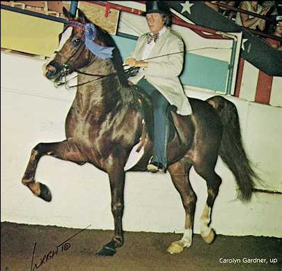 Mahrouf (Fabah x Aaroufa) 1972 Saqlawi Gidran Ibn Sudan