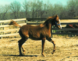 <b>Description: </b>Almoraima El Cid (DHAR Serr Rouf x Masada Saafa) 1988 Dahman Shahwan. Here as a foal in 1988<br/><b>Copyright: </b>Beate Wallawach