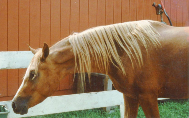 Almoraima El Cid (DHAR Serr Rouf x Masada Saafa) 1988 Dahman Shahwan. 