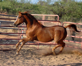 <b>Description: </b>Almoraima El Cid (DHAR Serr Rouf x Masada Saafa) 1988 Dahman Shahwan. <br/><b>Copyright: </b>Diana Johnson photo