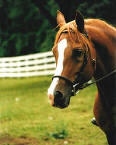 Almoraima El Cid (DHAR Serr Rouf x Masada Saafa) 1988 Dahman Shahwan. 