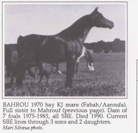 <b>Description: </b>Bahrou (Fabah x Aaroufa) 1970 Saqlawiyah Gidraniyah Ibn Sudan<br/><b>Copyright: </b>Mari Silveus ph.