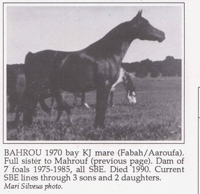 Bahrou (Fabah x Aaroufa) 1970 Saqlawiyah Gidraniyah Ibn Sudan